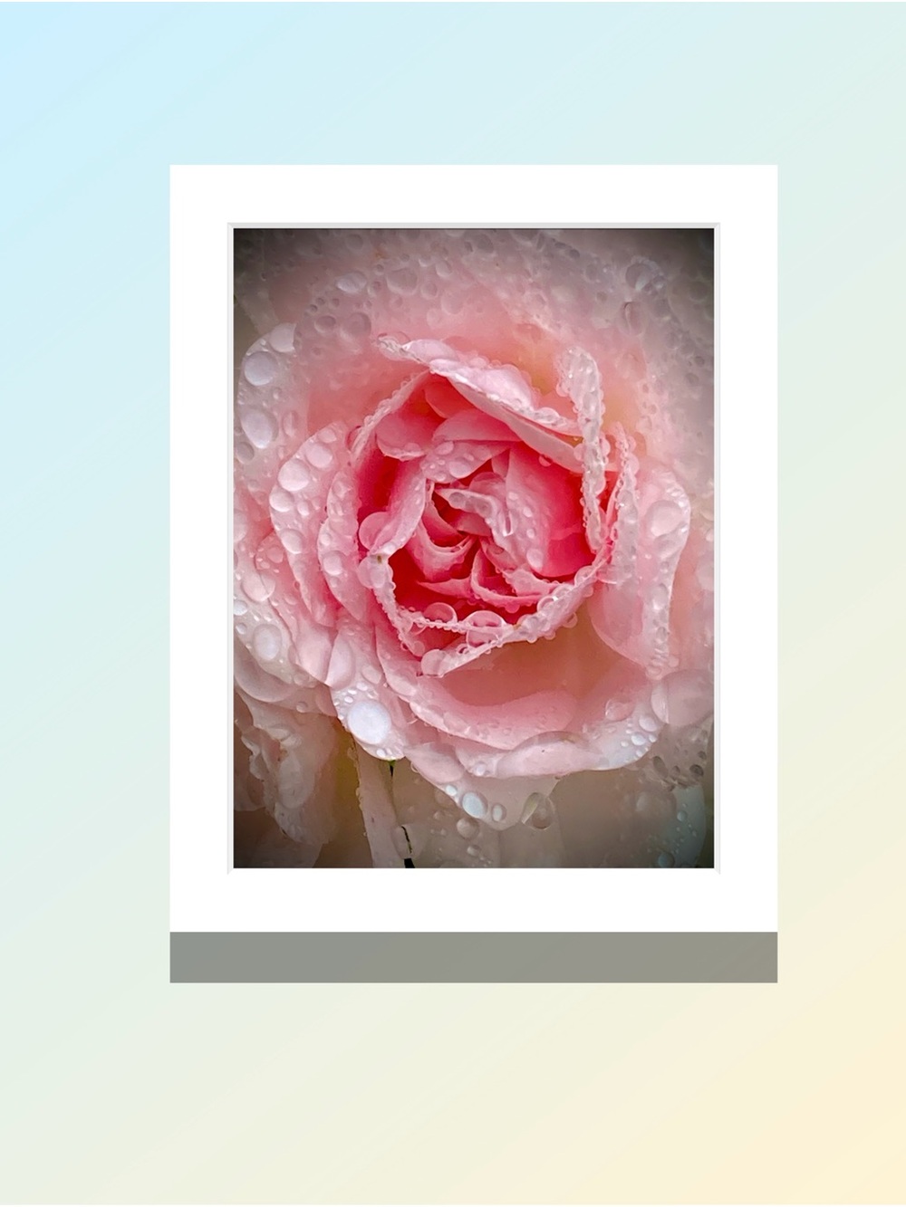Matted pink Rose with rain drops photograph- Wall Floral Decor by Joy M Holder